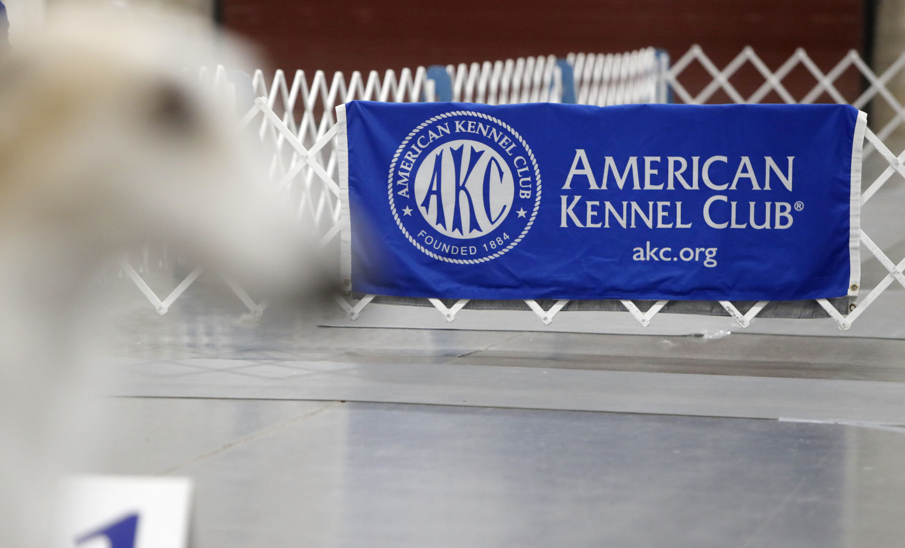 Yellowstone Valley Kennel Club All Breed Dog Show